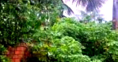 Terreno amplo em Marituba com 13.150,48m²
