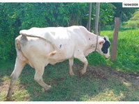 06 Vacas em São José do Barreiro/SP
