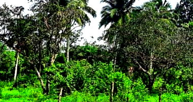 Terreno Rural 1,44 ha com projeto escolar, desocupado