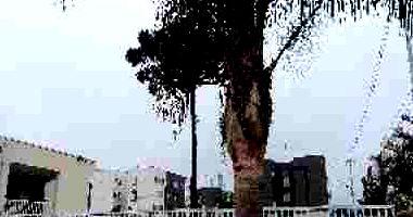 Apartamento com 2 Quartos em Campo Largo