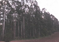 Terreno de 100.230m² em Agronômica/SC