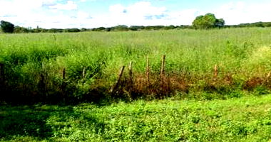 Gleba de Terras em Alvorada do Gurgueia/PI