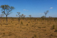 Imóvel Rural com 242 hectares em Santa Fé de Minas