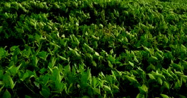 Imóvel Rural com Área Total 72.600,00 m² em Anchieta-SC