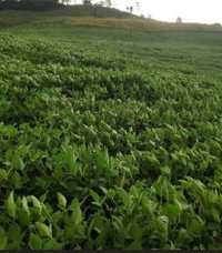Imóvel Rural com Área Total 72.600,00 m² em Anchieta-SC