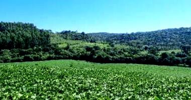 Terreno Rural com 50% de Área em Lebon Régis/SC