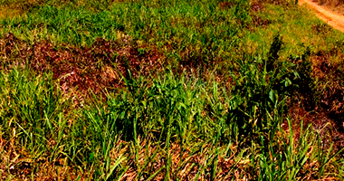 Casa em Distrito Industrial, Alta Floresta - MT