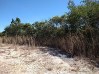 Fazenda Regente com 150 hectares em Cristópolis-BA