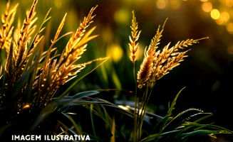 Terreno com 220m² em Dourados/MS