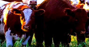 Lote com 2 Vacas Mesticas Roxas e 1 Vaca Pampa