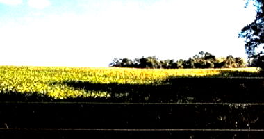 Lote rural de 62.500m² com cultivo de milho