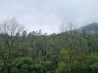 Chácara com 3.63 hectares em Mata Nativa