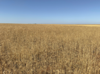 Fazenda com 122,5 hectares, solo fértil, área agrícola produtiva