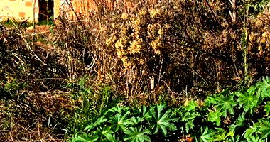 Lote urbano com 234m² no Jardim Floresta, terreno plano