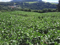 Terreno Rural com 25.140.528m² em Severiano de Almeida/RS