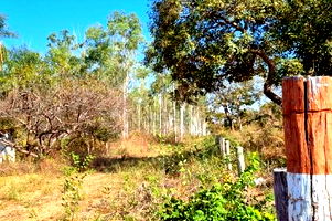 Espaçosa Área Rural de 57 ha com Eucalipto e Potencial Mineral