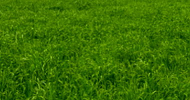 Terreno Rural amplo com 96.800m², sem benfeitorias