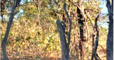 Sítio 50ha em Xique Xique/BA com Rio São Francisco