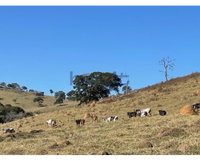 Área Rural de 6 Alqueires Ideal para Agropecuária e Investimento