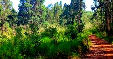 Imóvel Rural com 99.953 m² em Imbituva/PR