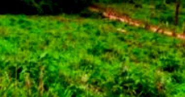 Fração Ideal Rural 50% com 9,68 hectares - Desocupado