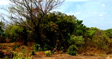 Terreno com 484,30 m² em Araguacema/TO