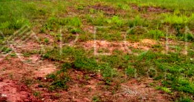 Terreno em Loteamento Residencial Alphaville Pernambuco 2