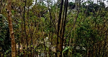 Terreno em Nova Petrópolis com 378m²