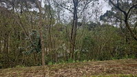 Terreno em Nova Petrópolis com 378m²