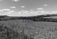 Terreno Rural com 10 Alqueires em Corbélia/PR