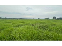 Área Rural com 56,19 hectares em Nova Bandeirantes/MT