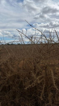 Fazenda Boa Vista Estrela do Oriente com 114,4 Hectares