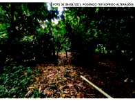 Dois terrenos rurais com 132.880m², área nativa preservada