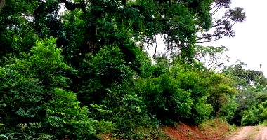 Terreno Rural com Ampla Área em Lapa/PR