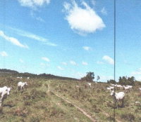 Fazenda Gramado - 193,6 ha - Rural -