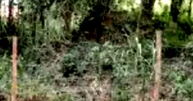 Terreno em Leilão com 4.500m² em Armação dos Búzios/RJ