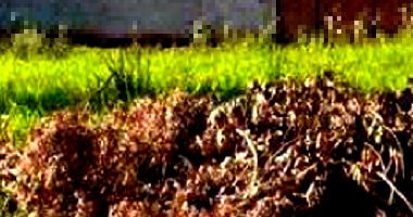 Terreno Urbano com 300,92m² em Florestópolis/PR