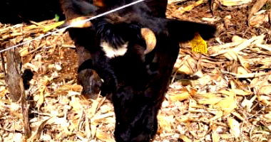 Vaca Jersey com brinco 214518