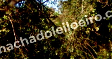 Terreno em Rio Brilhante/MS - Lote 01, Quadra 11