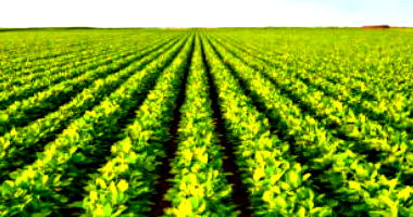 4.462,58 sacas de soja de 60 Kg