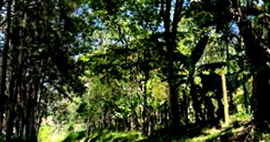 Sítio com 5 Alqueires em Biritiba Mirim/SP