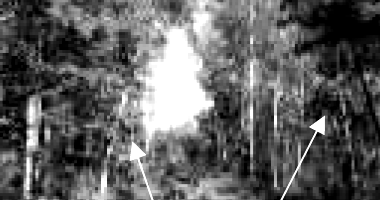 Terreno de 56,9710 has com eucalipto e lagoas em São Gonçalo