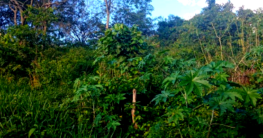 Terreno com 360 m² - Vista Alegre, Desocupado