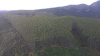 Fazenda com 60 alqueires de eucalipto e pinus em Tunas do Paraná/PR