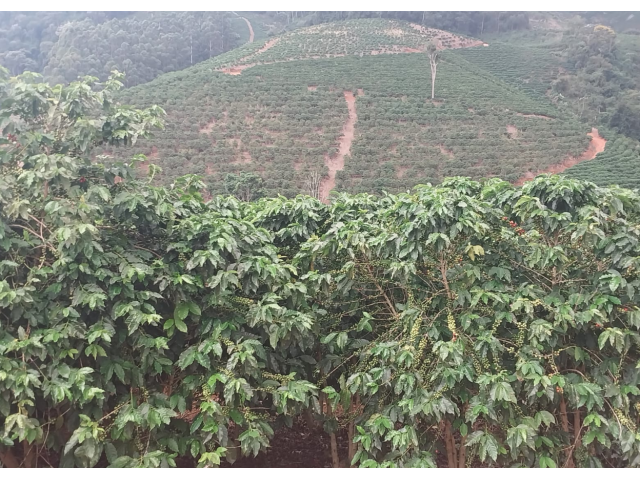 Sítio agrícola com 16 hectares, benfeitorias e área produtiva