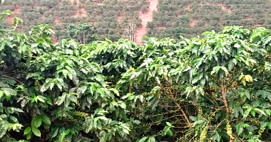 Sítio agrícola com 16 hectares, benfeitorias e área produtiva