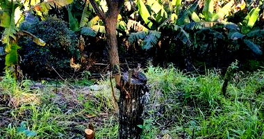 Lote Urbano com 448m² na Rua Esperança