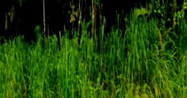 Terreno Juréia 252m²