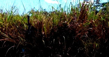 Terreno com Direitos Possessórios em Brasília