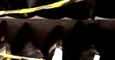 Lote de Informática com Monitores Diversos